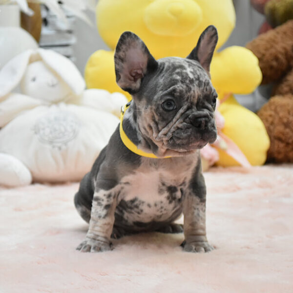 Biscuit