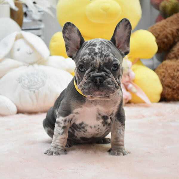 Biscuit