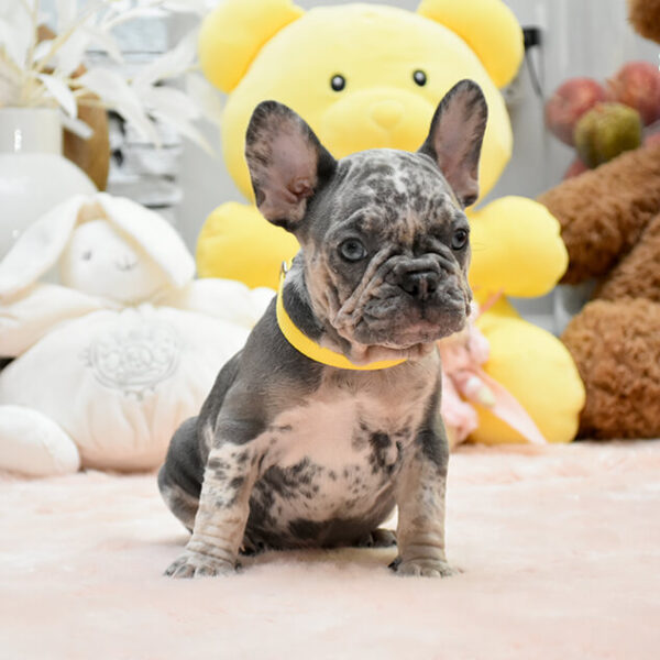 Biscuit