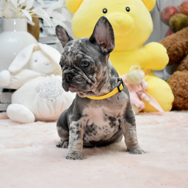 Biscuit