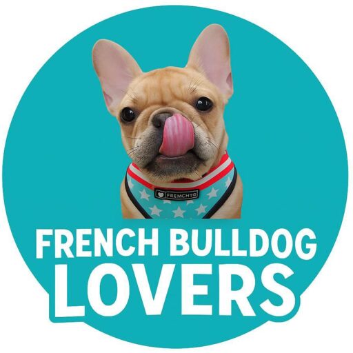 French Bull Dogs